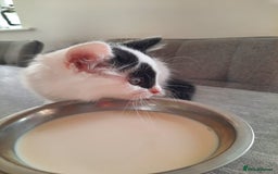 Mixed Breed cats for sale: 3 Gorgeous Kittens - Must be Seen! - Image 5