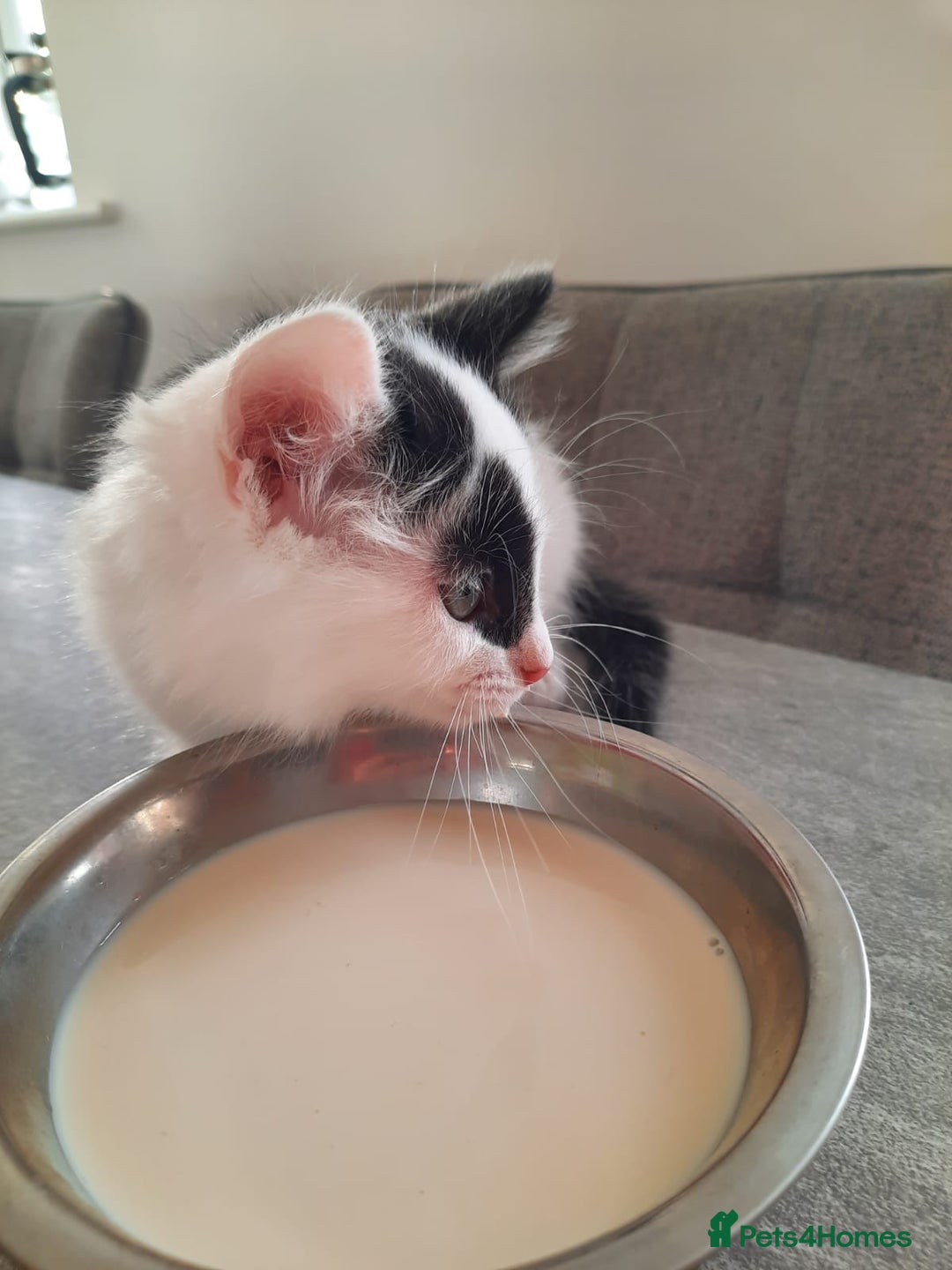 Mixed Breed cats for sale: 3 Gorgeous Kittens - Must be Seen! - Image 5