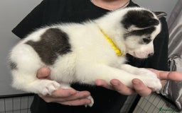 Siberian Husky dogs for sale: Beautiful Husky Puppies – Ready in 2 Weeks!  - Advert 16