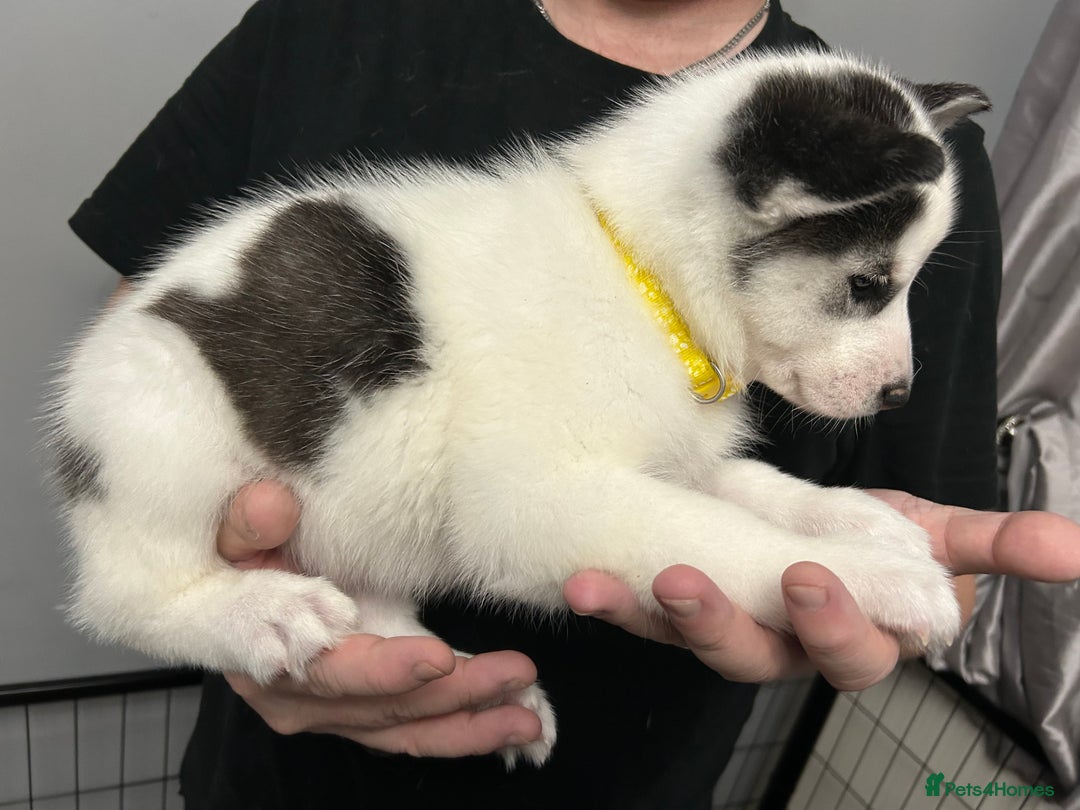 Siberian Husky dogs for sale: Beautiful Husky Puppies – Ready in 2 Weeks!  - Advert 16