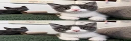 Scottish Fold cats for sale: 🐾 Beautiful Scottish Mix Kittens 🐾 - Advert 21