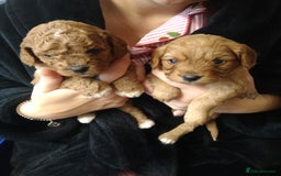 Mixed Breed dogs for sale: Beautiful female available ready to leave 1st nov - Image 2