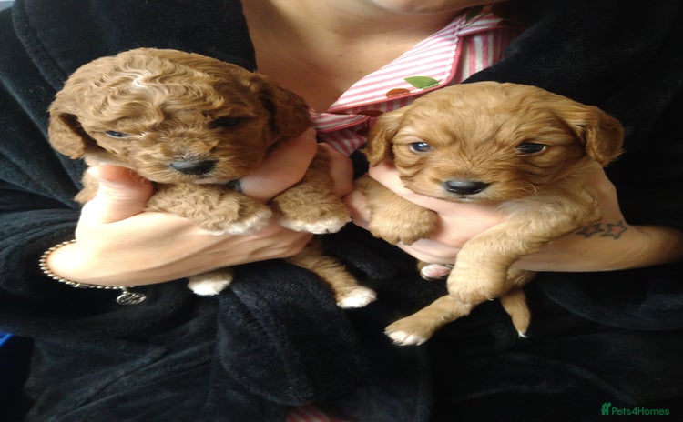 Mixed Breed dogs - Advert 2
