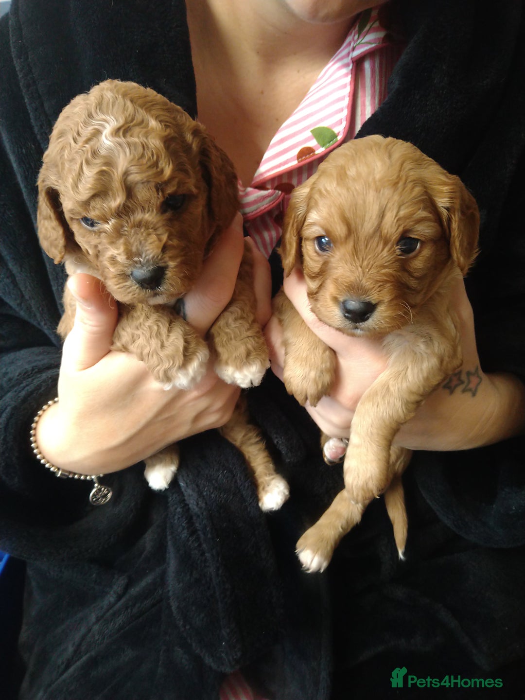 Mixed Breed dogs for sale: Beautiful female available ready to leave 1st nov - Image 2