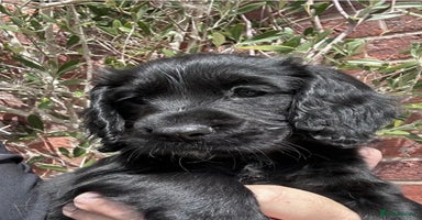 Cocker Spaniel dogs - Advert 15