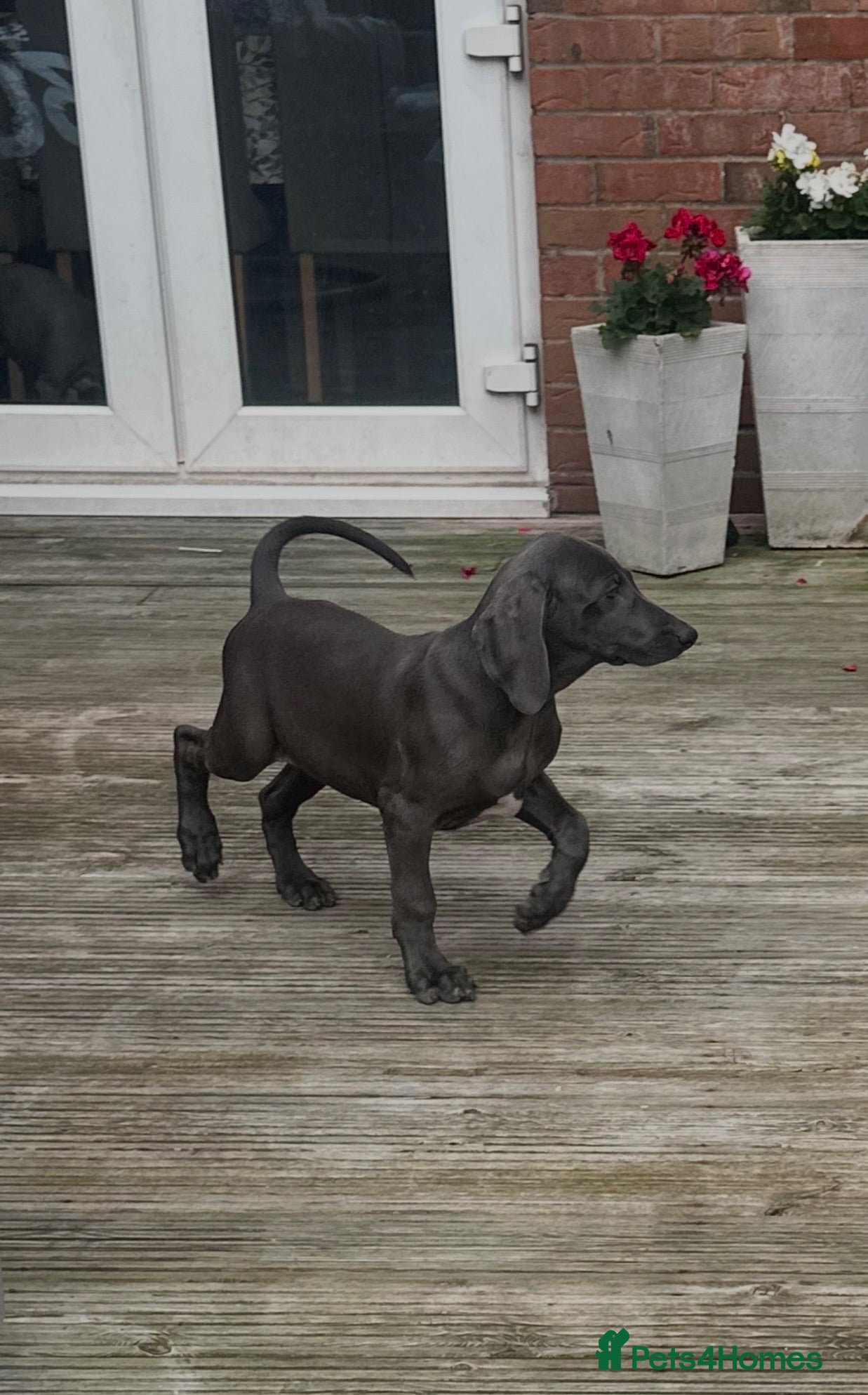 Weimaraner dogs Only 1 blue girl available  - Advert 11