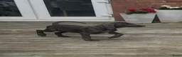 Weimaraner dogs for sale: Only 1 blue girl available  - Advert 1
