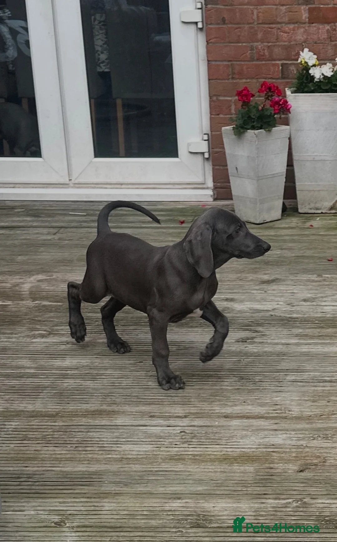 Weimaraner dogs for sale: Only 1 blue girl available  - Advert 1