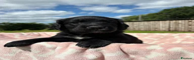 Springador 7