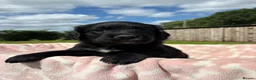 Springador dogs for sale: Beautiful springador puppies  - Advert 4