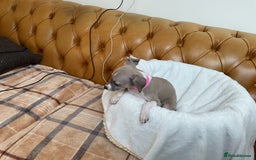 Italian Greyhound dogs for sale: Gorgeous Italian greyhound puppies  - Image 4