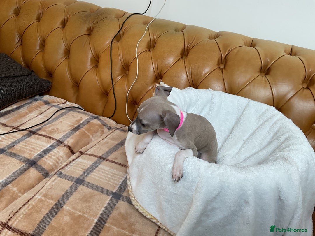 Italian Greyhound dogs for sale: Gorgeous Italian greyhound puppies  - Image 4