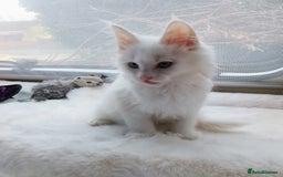 Maine Coon cats for sale: Maine Coon Kittens Polydactyl. Tortie. White - Image 5