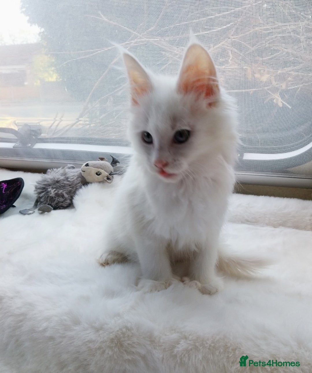 Maine Coon cats for sale: Maine Coon Kittens Polydactyl. Tortie. White - Image 5
