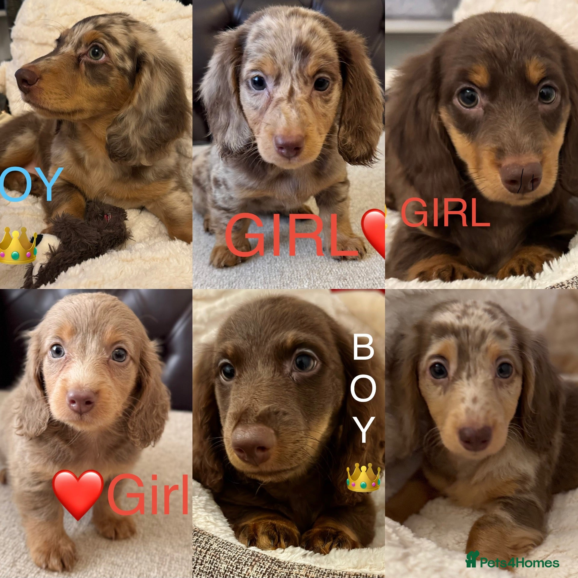 Miniature Dachshund dogs Dachshund miniature long hair  - Advert 4