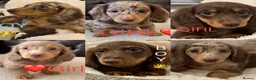 Miniature Dachshund dogs for sale: Dachshund miniature long hair  - Advert 9