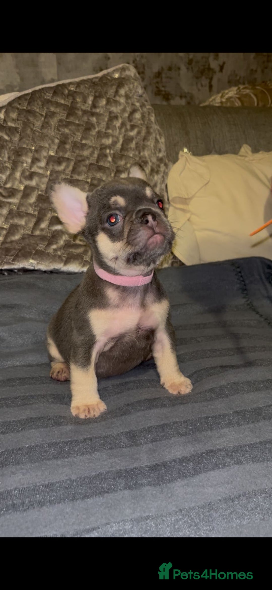 French Bulldog dogs for sale: Puppy frenchies - Advert 10