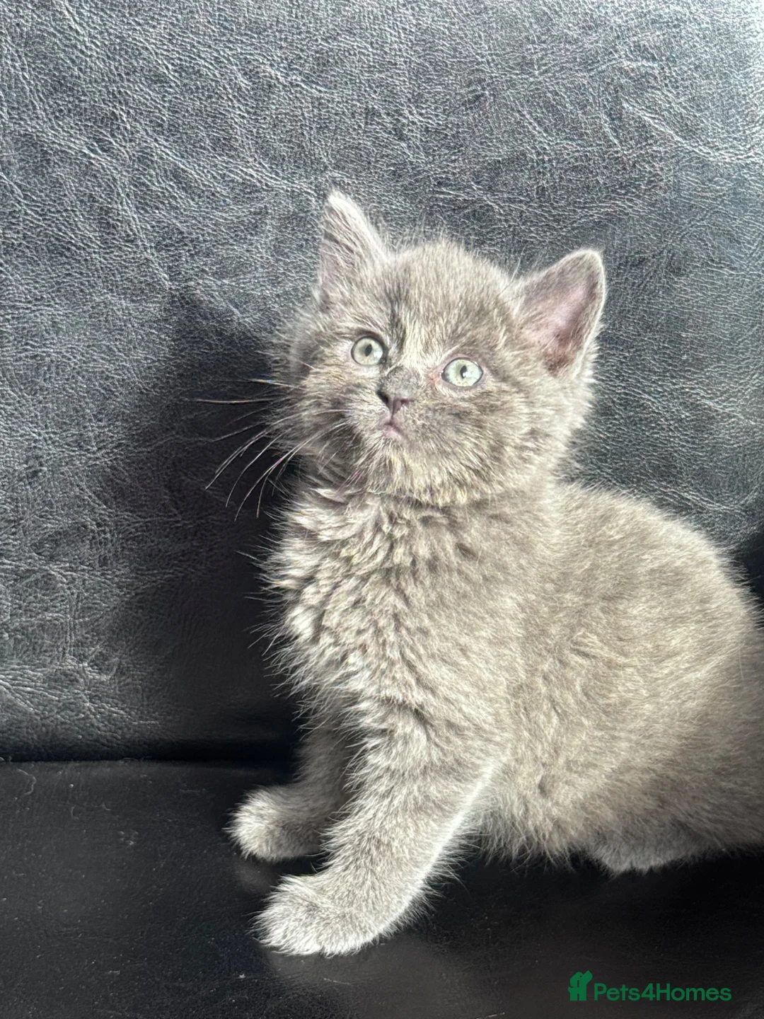Mixed Breed cats for sale: Beautiful kittens  in Romford - Advert 16