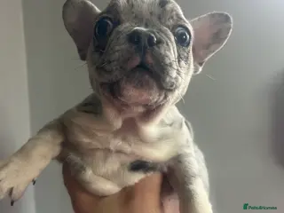 French Bulldog dogs French bulldog - Advert 18