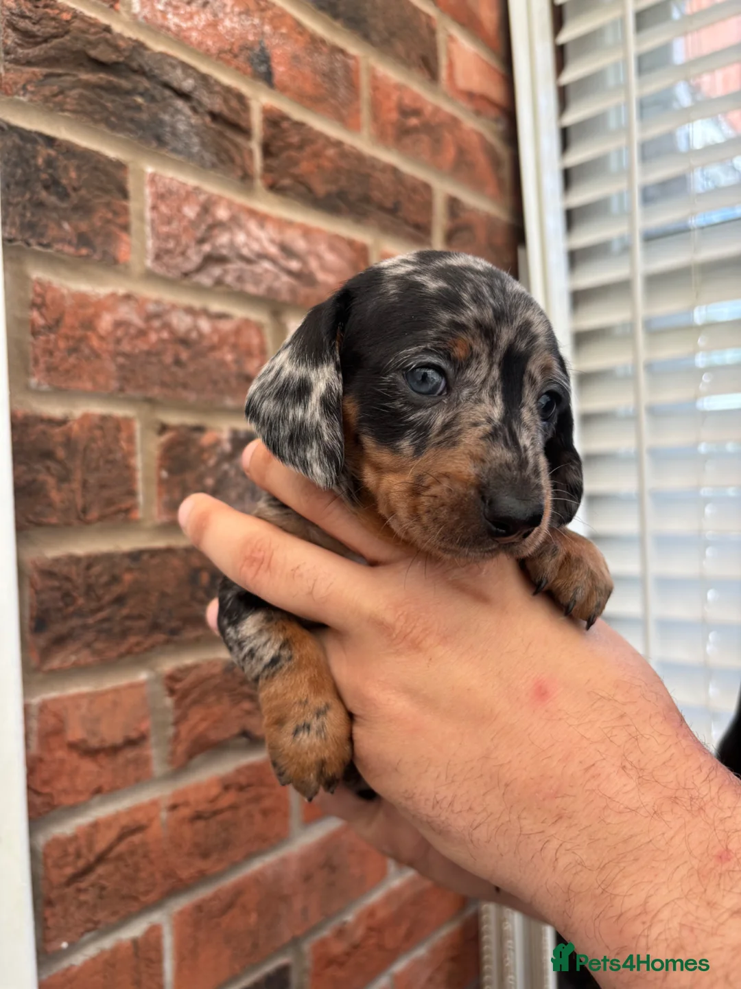 Miniature Dachshund dogs for sale: Beautiful KC true to breed miniature dachshunds   - Advert 1
