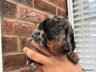 Miniature Dachshund dogs Beautiful KC true to breed miniature dachshunds - Advert 12