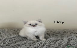 Ragdoll cats for sale: Ragdoll kittens  - Image 10