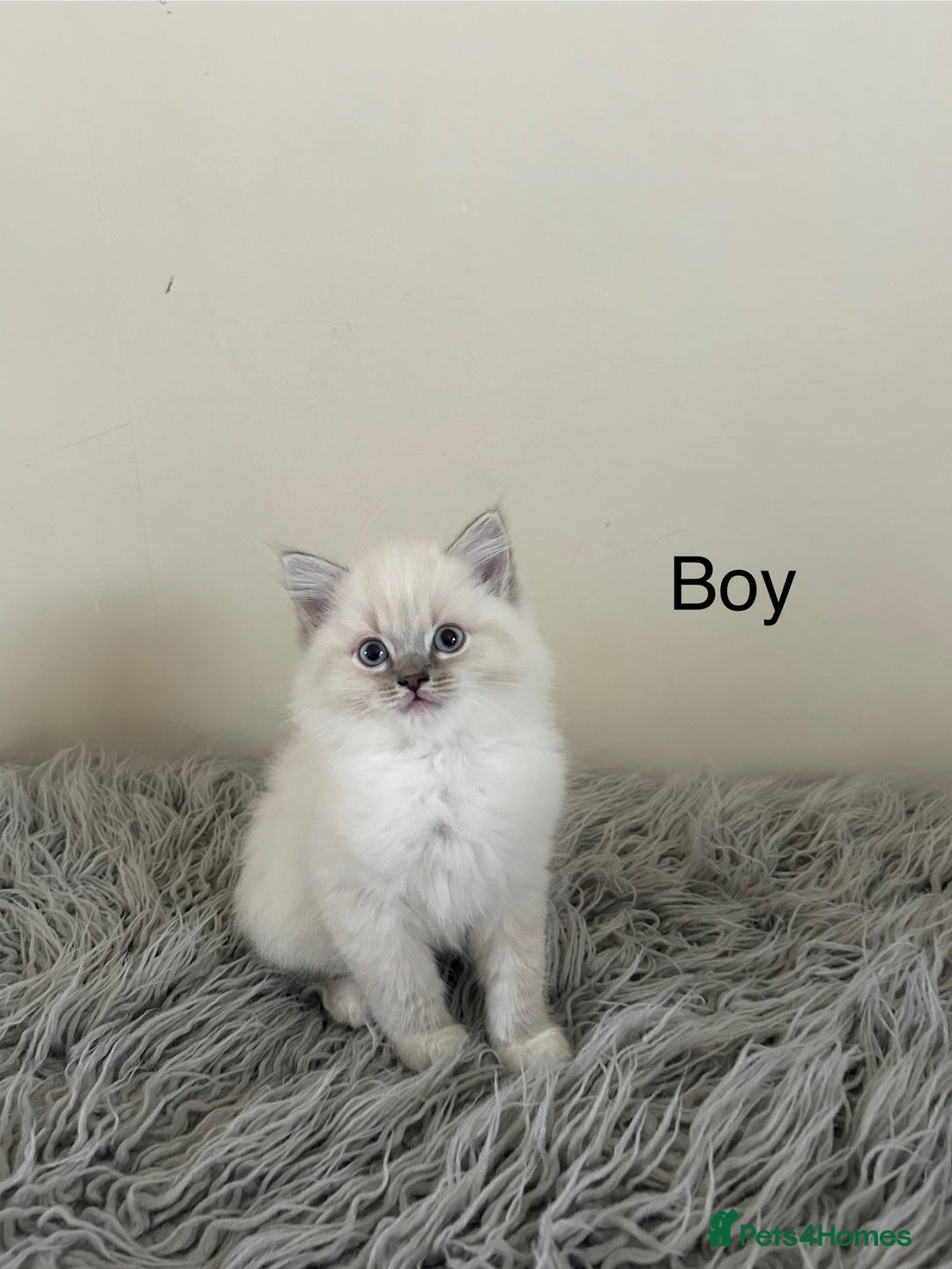 Ragdoll cats for sale: Ragdoll kittens  - Image 10