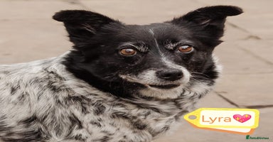 Mixed Breed dogs - Advert 6