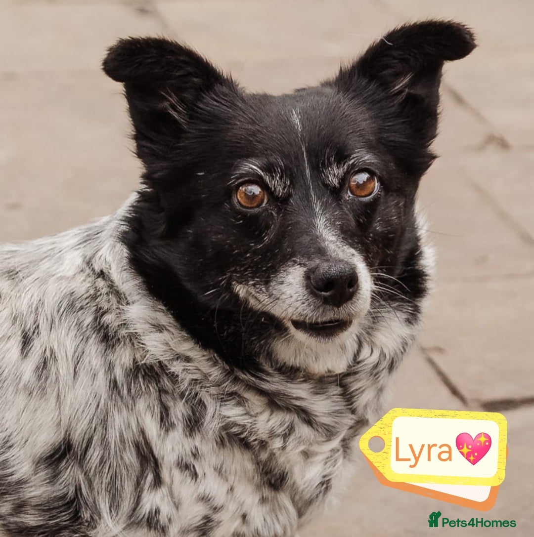 Mixed Breed dogs for adoption: 💖🐶 LYRA 🐶💖 - Image 2