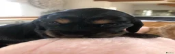 Cocker Spaniel dogs for sale: KC REG SHOW COCKER SPANIEL PUPPIES 🩷💙 - Advert 7