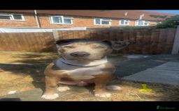 Mixed Breed dogs for sale: Pyro  - Image 4