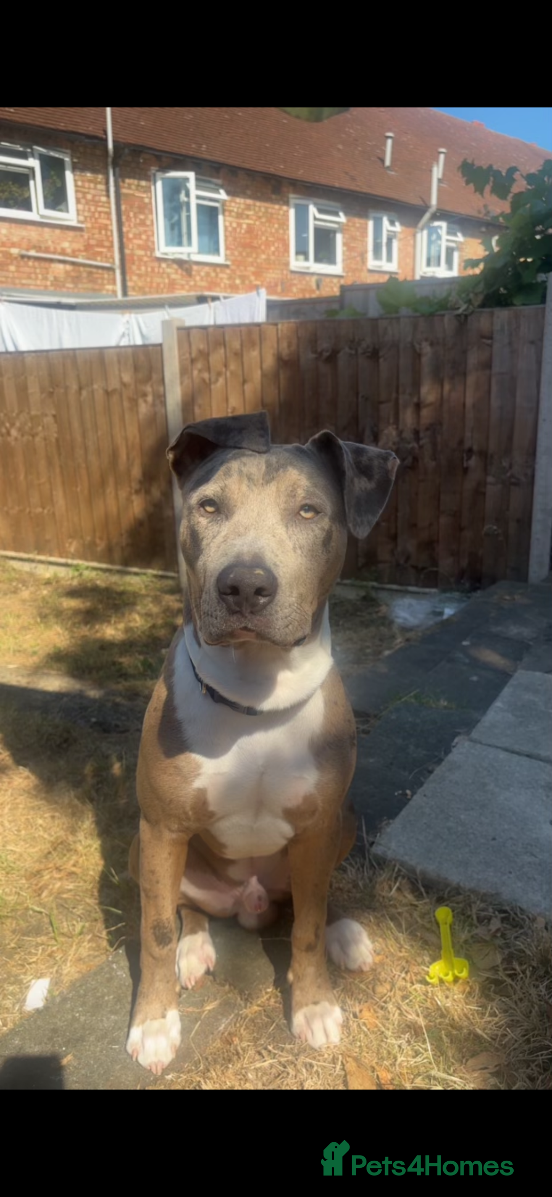 Mixed Breed dogs for sale: Pyro  - Image 4