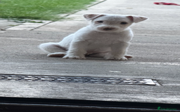 Parson Russell dogs for sale: Parson Russell terrier puppys - Image 3