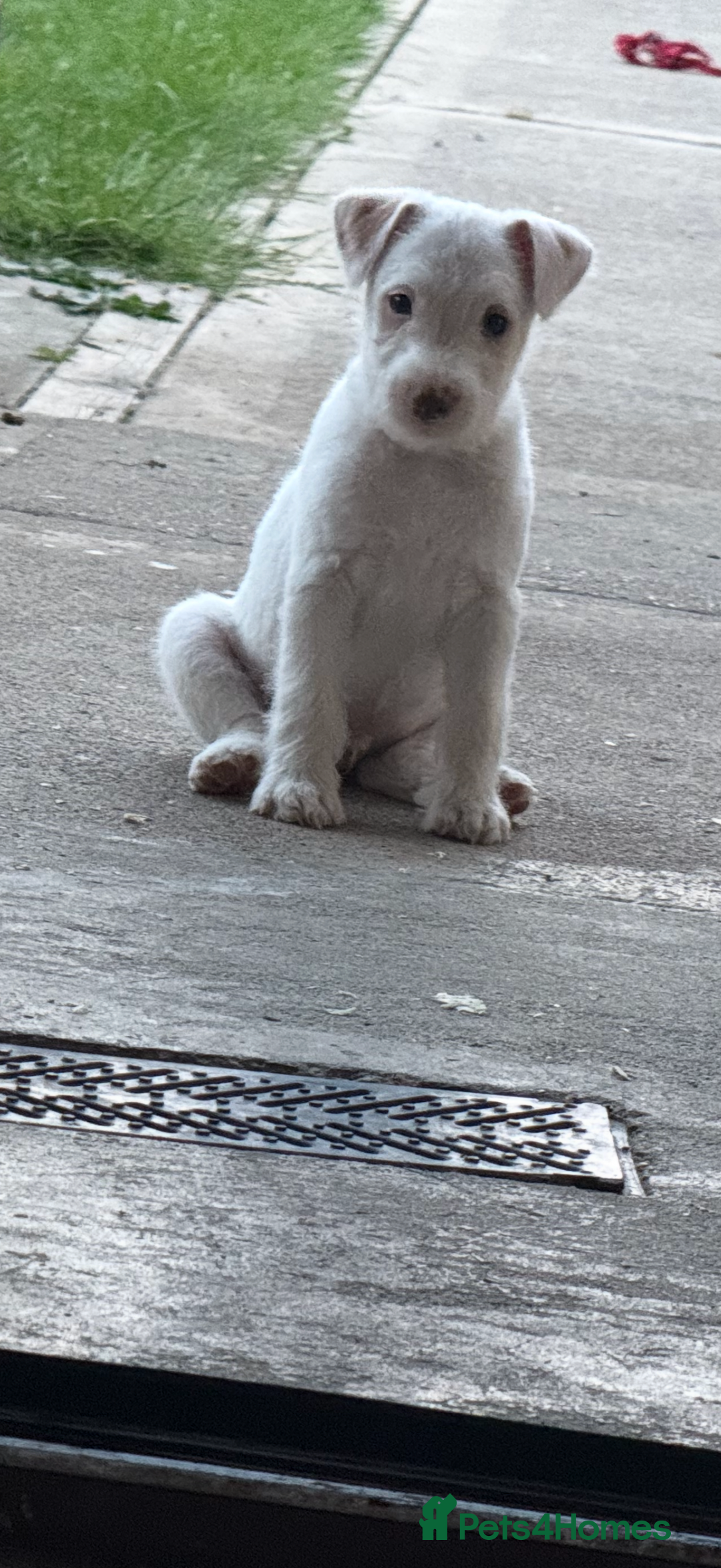 Parson Russell dogs for sale: Parson Russell terrier puppys - Image 3