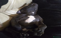 Staffordshire Bull Terrier dogs for stud: 🥇 KC Stafford Stud – Elite Line, Loving Nature - Image 16