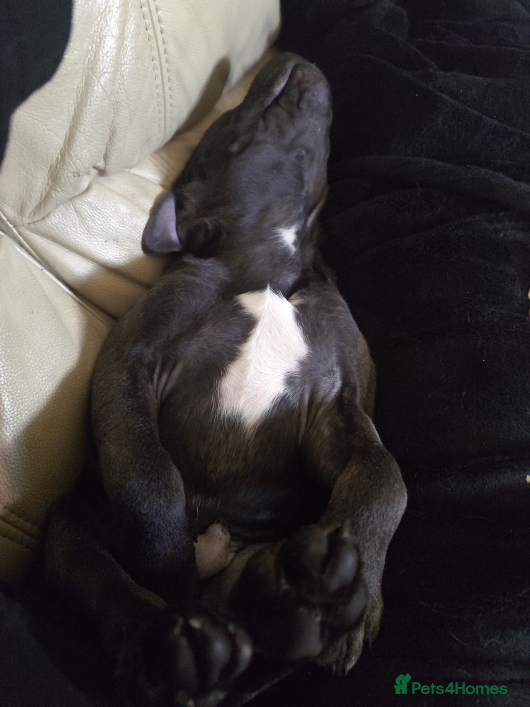 Staffordshire Bull Terrier dogs for stud: 🥇 KC Stafford Stud – Elite Line, Loving Nature - Image 16