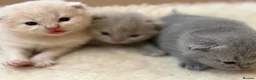 British Shorthair cats for sale: British Shorthair Kittens - Advert 32