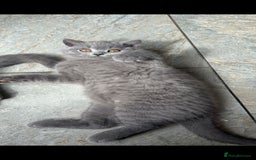 British Shorthair cats for sale: GORGEOUS BSH Kittens - Image 11