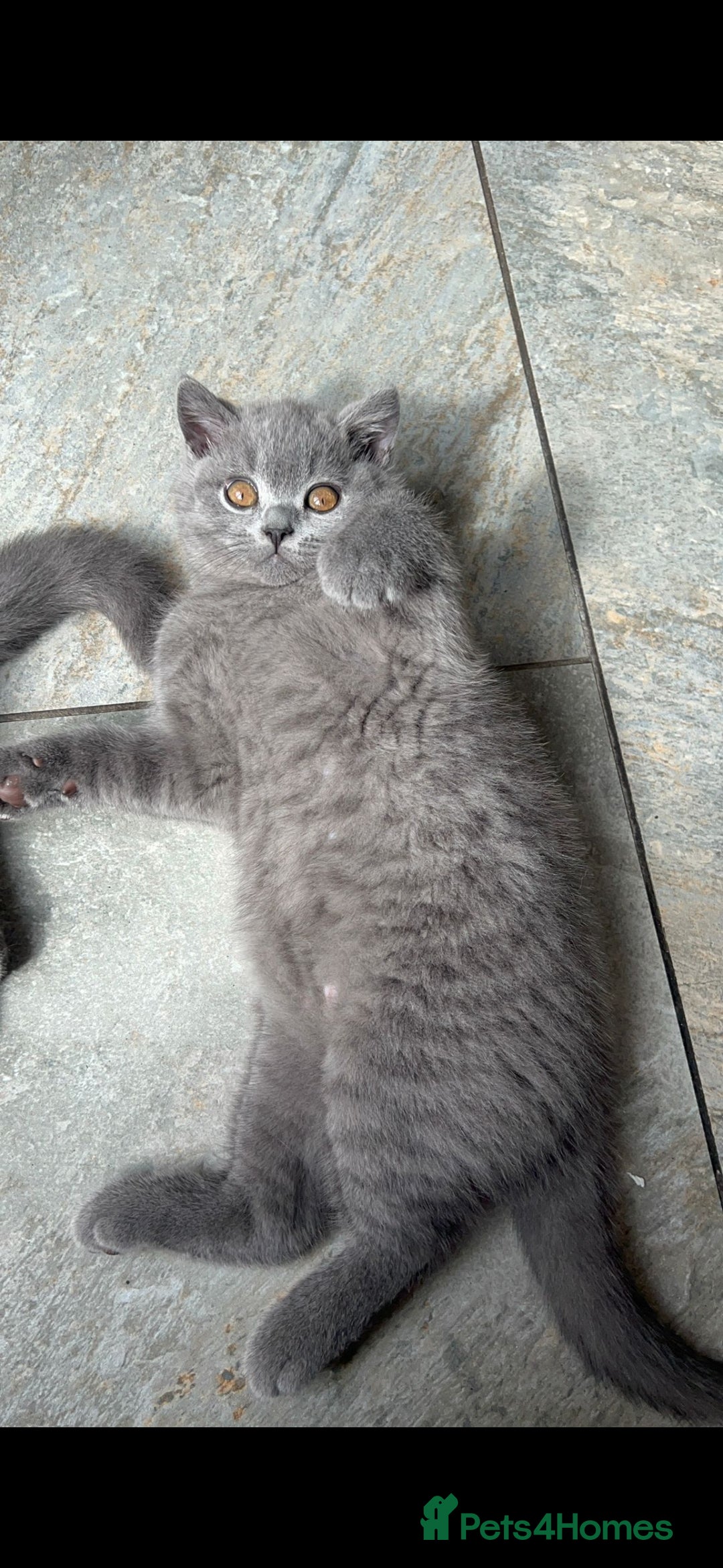 British Shorthair cats for sale: GORGEOUS BSH Kittens - Image 11