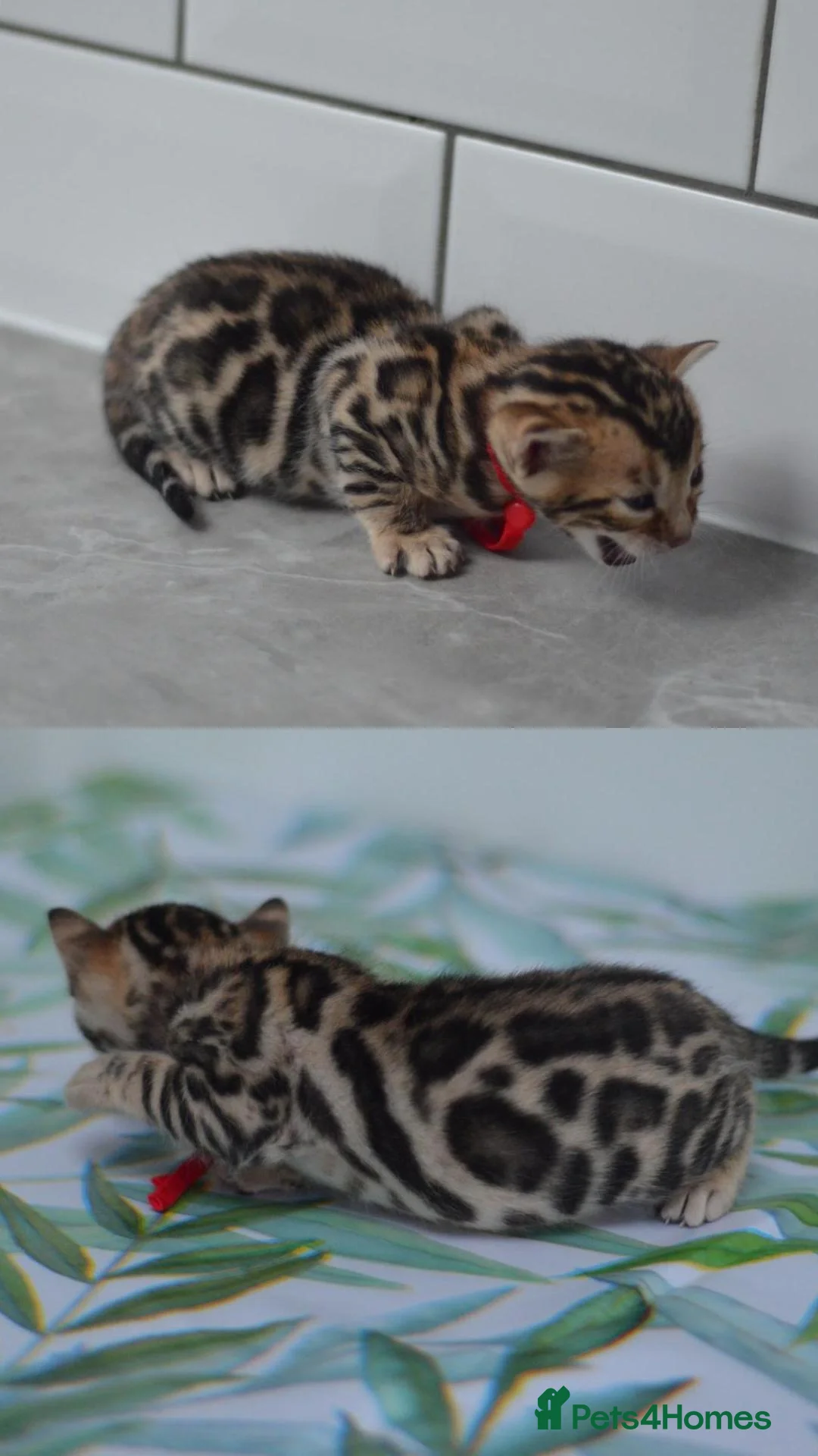 Bengal cats ☁️THEBENAMESELAB - BENGAL KITS☁️ - Advert 1