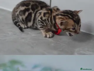 Bengal cats ☁️THEBENAMESELAB - BENGAL KITS☁️ - Advert 1