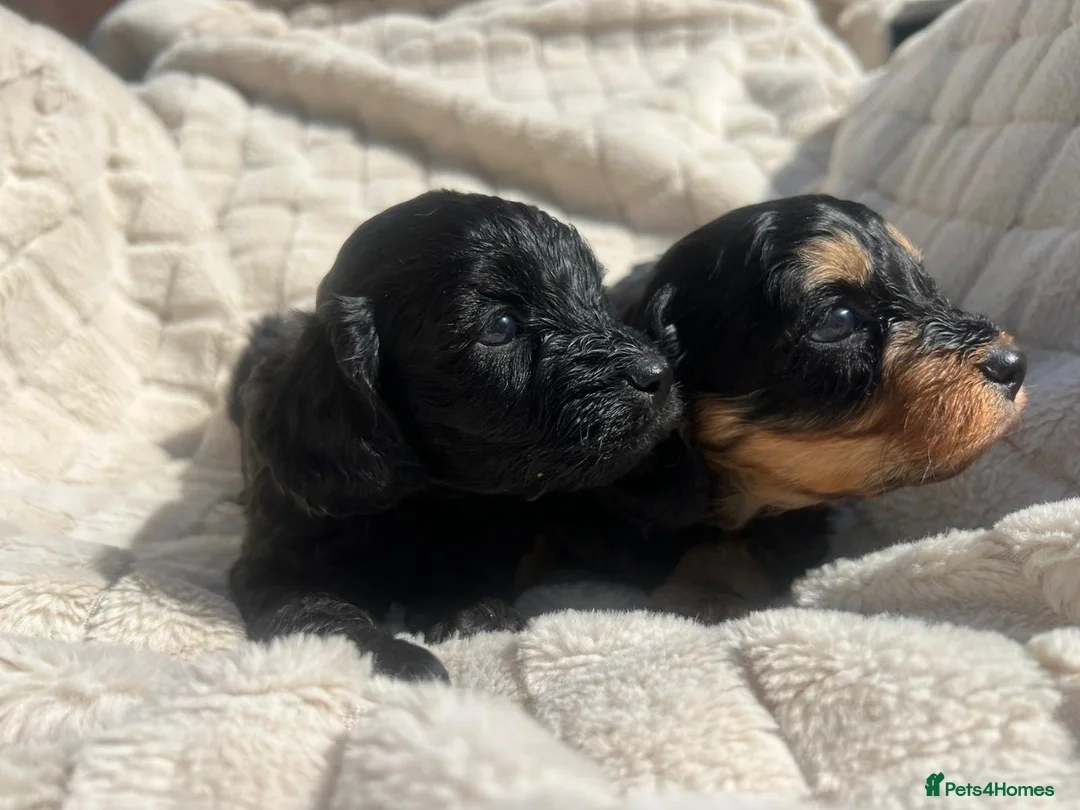 Cavapoo dogs for sale: Adorable Cavapoo Puppies - Advert 2