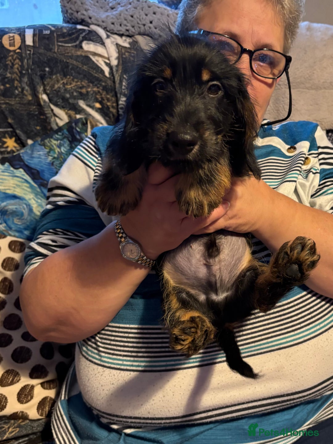 Mixed Breed dogs for sale: Beautiful Dorkie puppies Ready Now!! - Advert 16