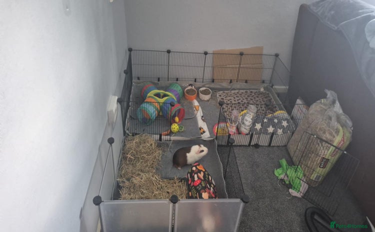 Guinea Pig rodents - Advert 6