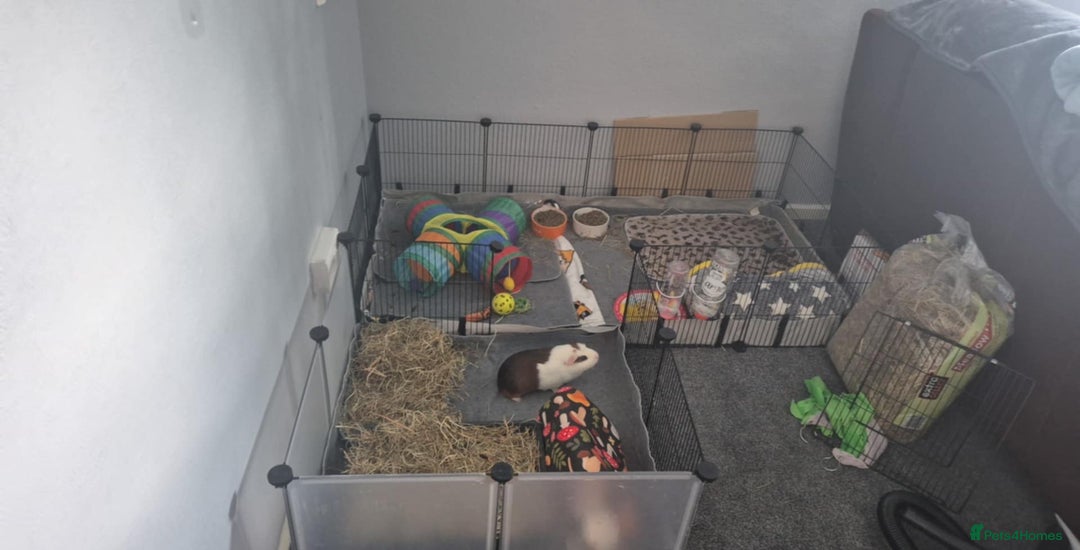 Guinea Pig rodents for sale: RESERVED 2 male bonded guinea pigs - Image 1
