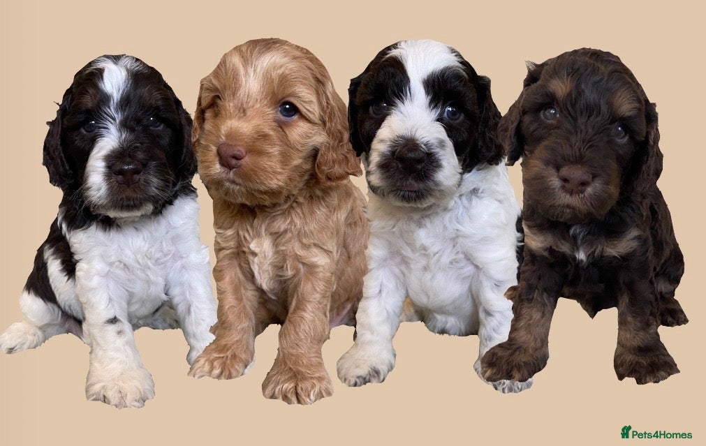 Cockapoo dogs 7 GORGEOUS F1 COCKAPOO PUPPIES - Advert 10