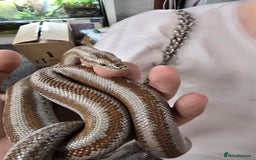 Boa Snake reptiles for sale: 2018 Male Mid Baja Rosy Boa - Image 2