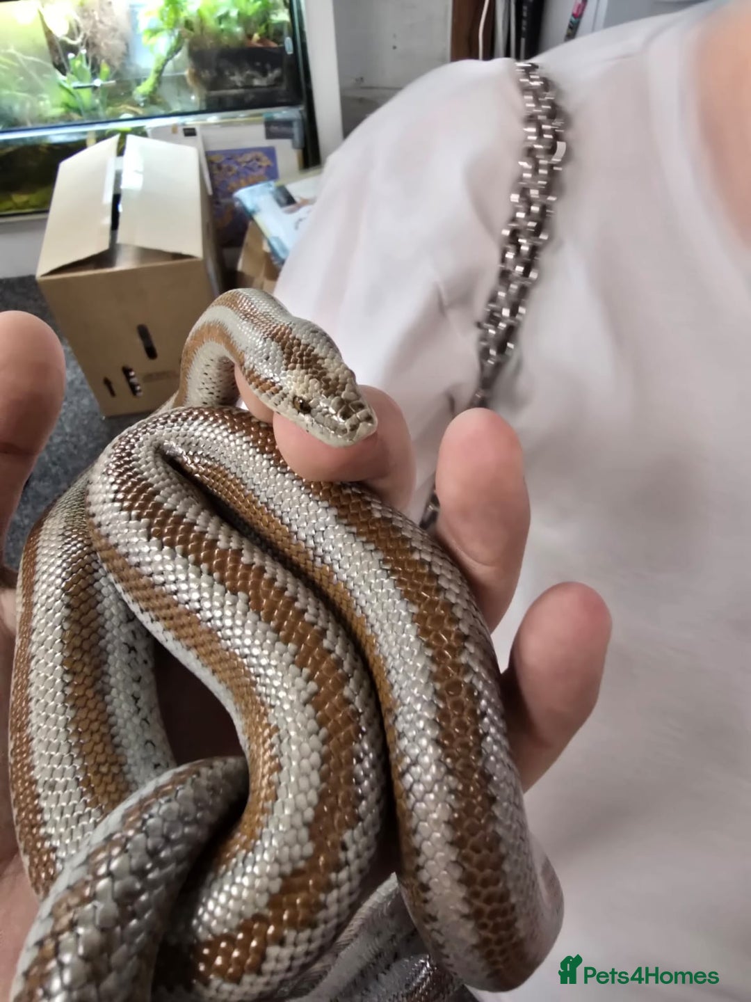 Boa Snake reptiles for sale: 2018 Male Mid Baja Rosy Boa - Image 2