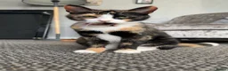 Domestic Shorthair cats for sale: 4 Adorable Domestic Shorthair Kittens - Advert 15
