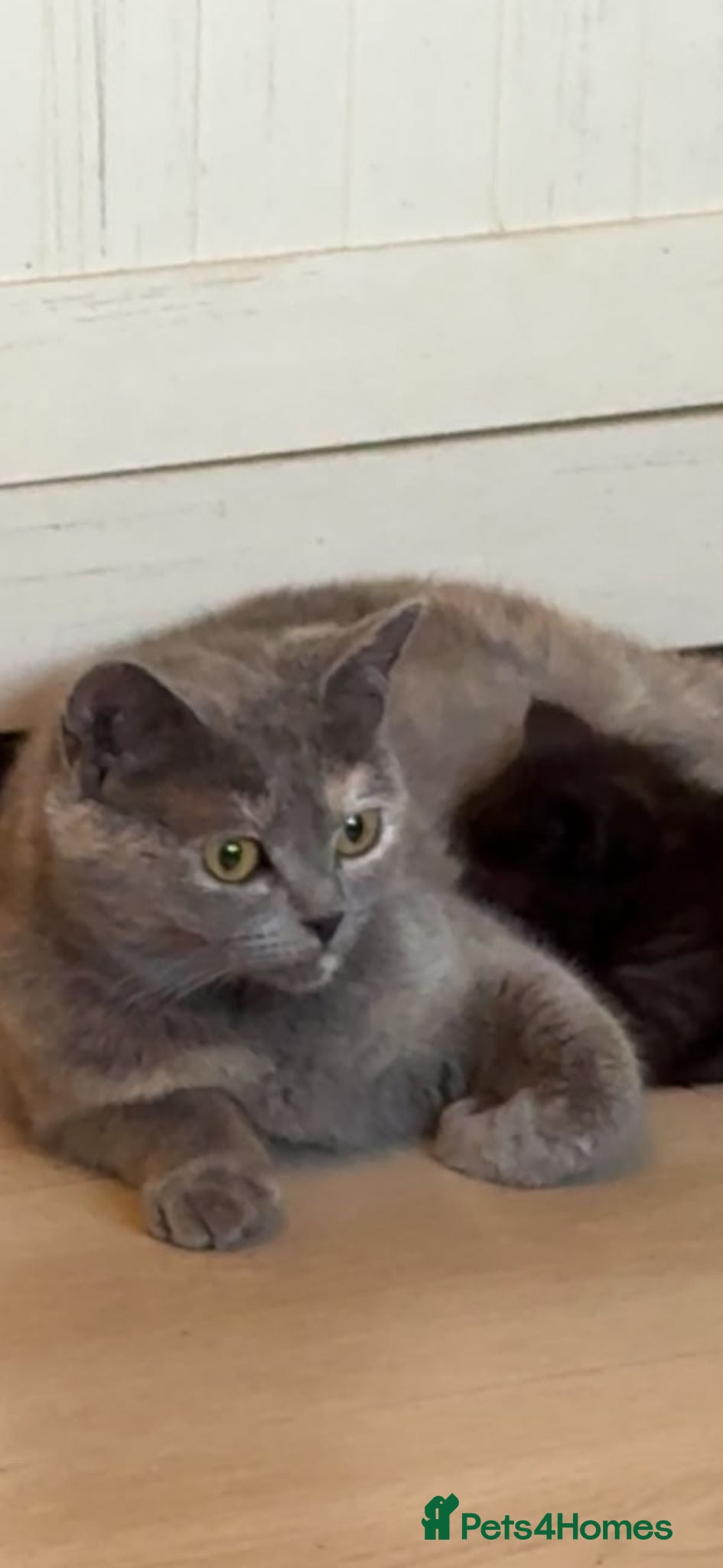 Mixed Breed cats 3 girls left REDUCED - Advert 8